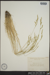 Festuca idahoensis image