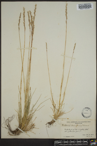 Festuca idahoensis image