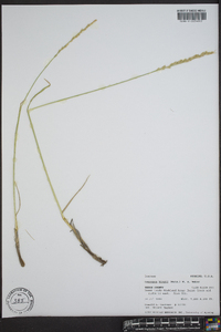 Leucopoa kingii image