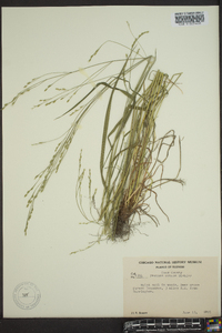 Festuca obtusa image