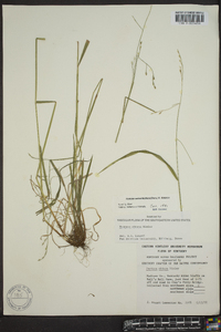 Festuca obtusa image