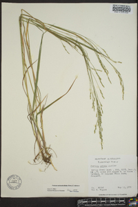 Festuca obtusa image