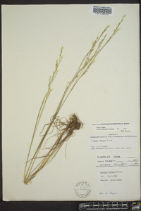 Festuca obtusa image