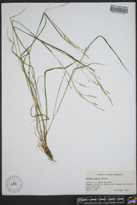 Festuca obtusa image