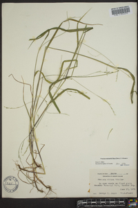 Festuca obtusa image