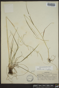 Festuca obtusa image