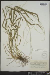 Festuca obtusa image