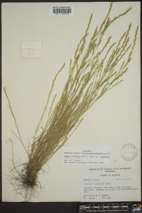 Vulpia octoflora var. octoflora image