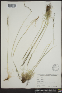 Festuca ovina image