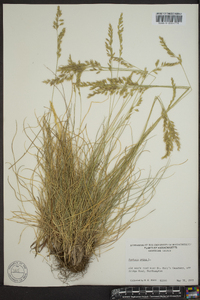 Festuca ovina image