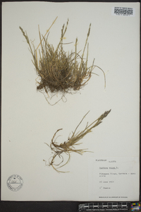 Festuca rubra image