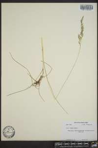 Festuca rubra image