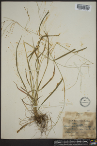 Festuca scabra image