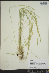 Festuca sciurea image