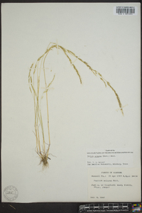 Festuca sciurea image