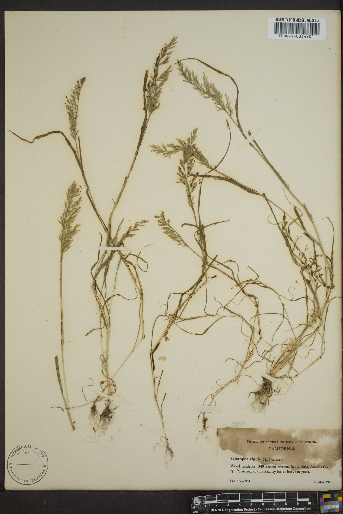 Catapodium rigidum image