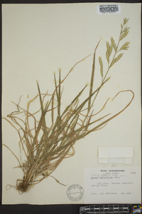 Bromus catharticus image