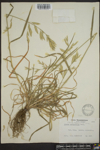 Bromus catharticus image