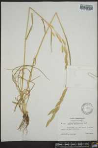 Bromus catharticus image