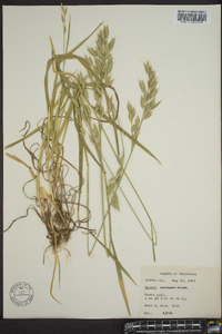 Bromus commutatus image