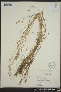 Bromus commutatus image