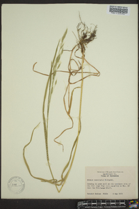 Bromus commutatus image