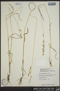 Bromus commutatus image