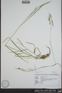 Bromus commutatus image