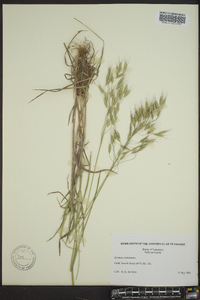 Bromus commutatus image