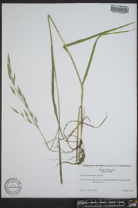 Bromus commutatus image