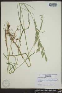 Bromus commutatus image