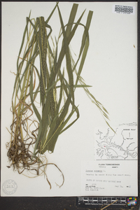 Bromus nottowayanus image