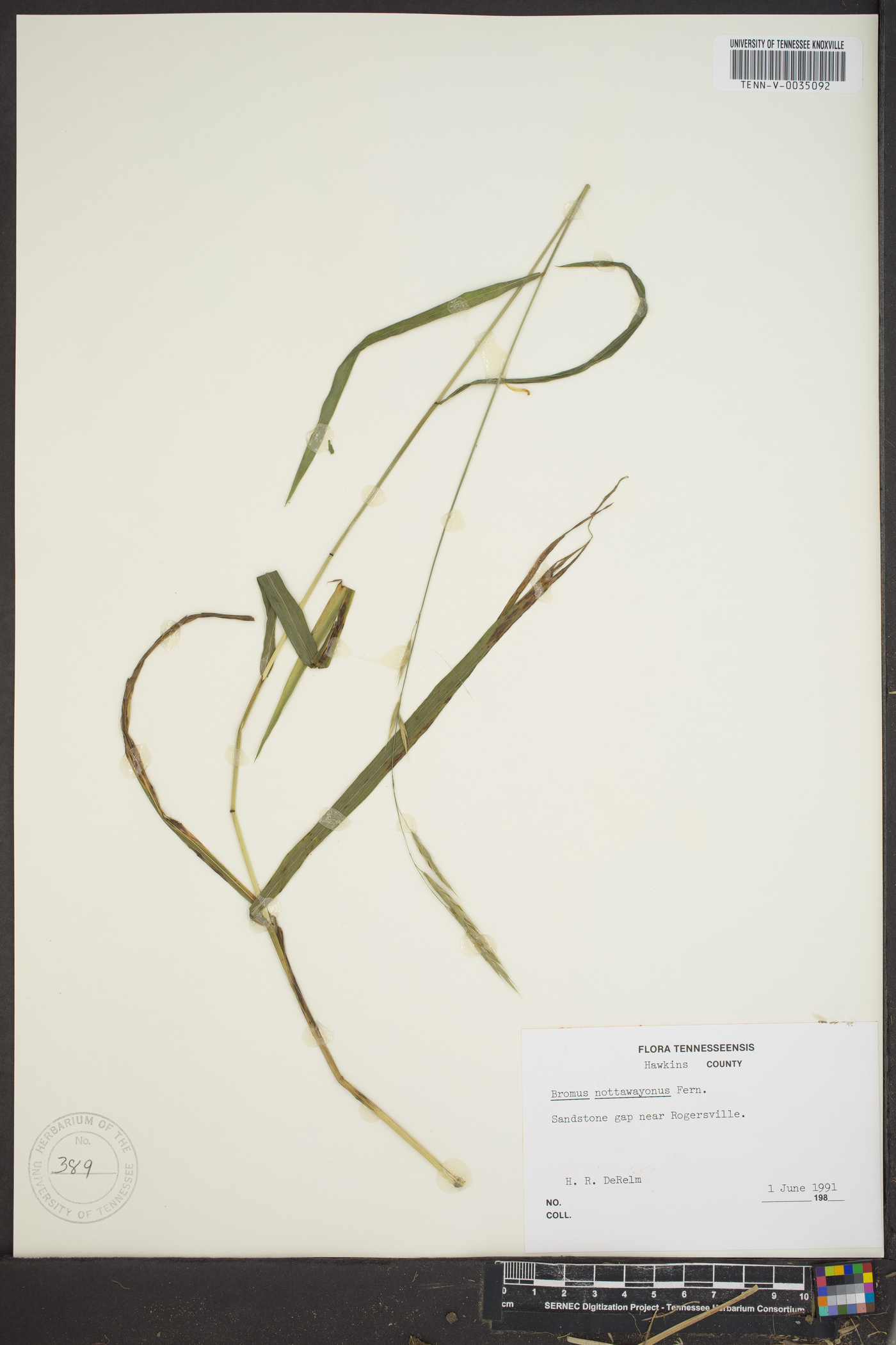 Bromus nottowayanus image