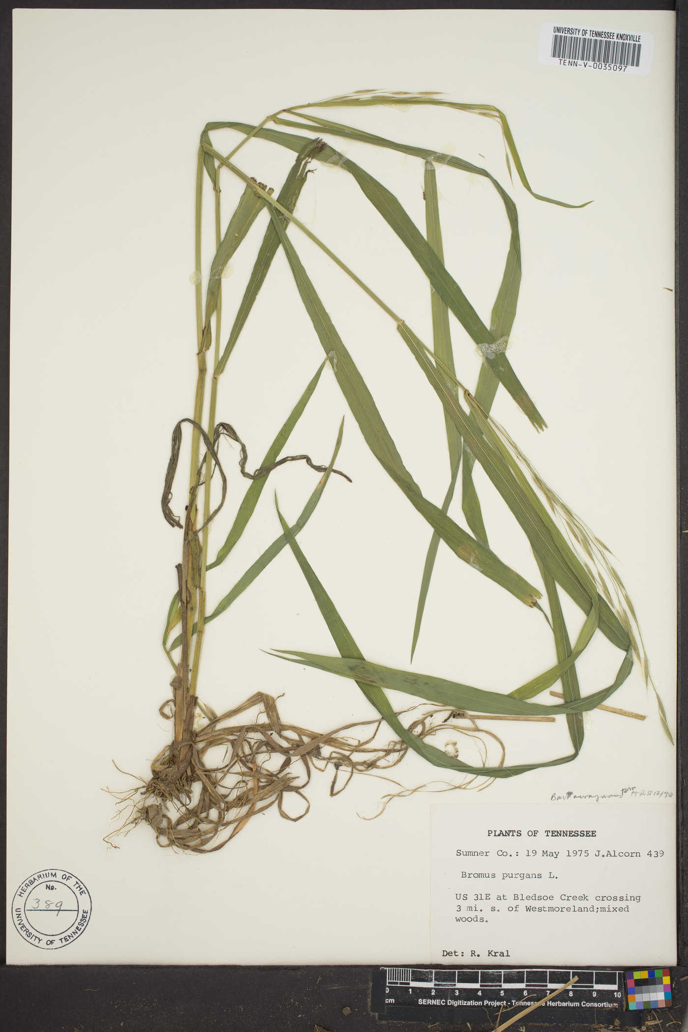 Bromus nottowayanus image