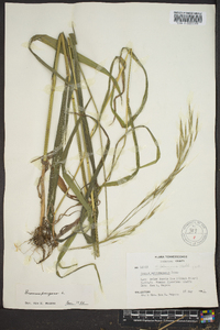 Bromus purgans image