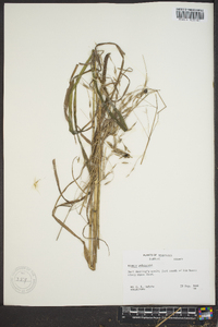 Bromus purgans image