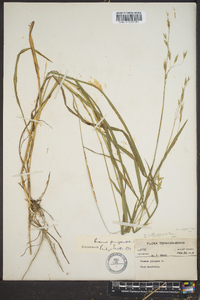 Bromus kalmii image