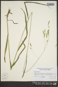 Bromus kalmii image