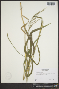 Bromus pubescens image