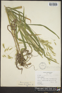 Bromus purgans image