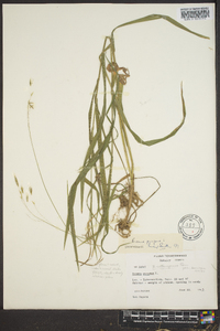 Bromus purgans image