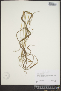 Bromus pubescens image