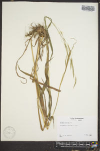 Bromus purgans image