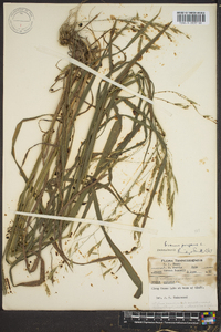 Bromus purgans image