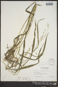 Bromus pubescens image