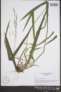 Bromus pubescens image