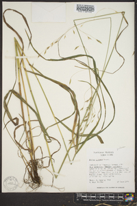 Bromus pubescens image