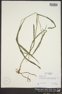 Bromus pubescens image