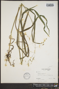 Bromus pubescens image