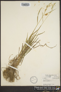 Bromus secalinus image